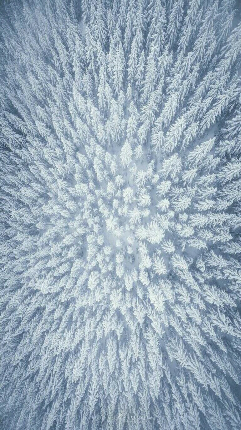 Hundreds of snowy pin trees photographed from above