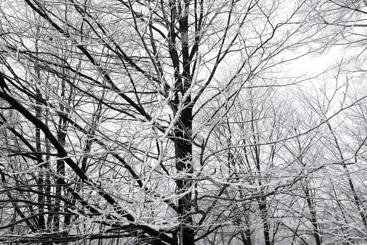 Ice on frozen trees