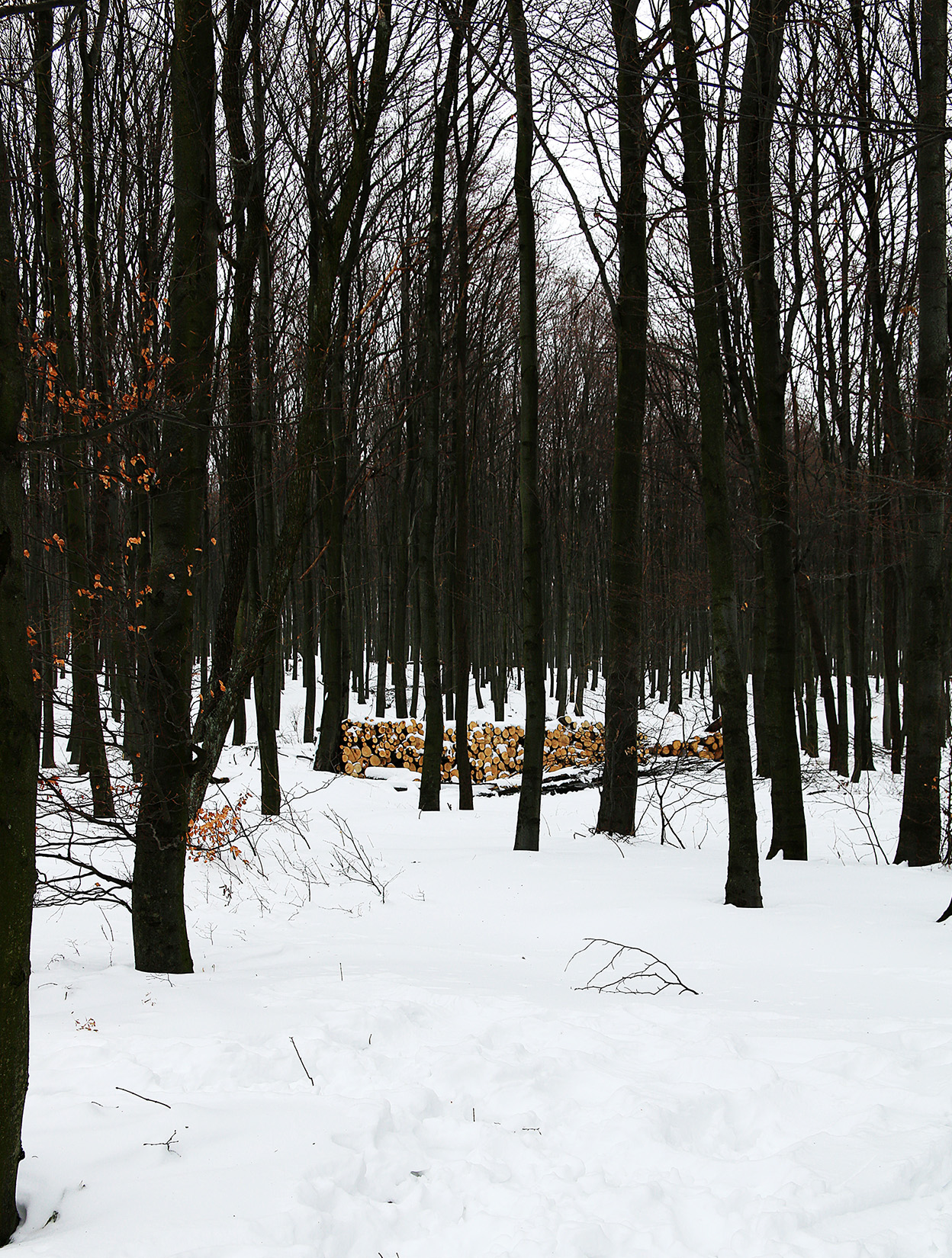 Walk deep into snowy winter forest