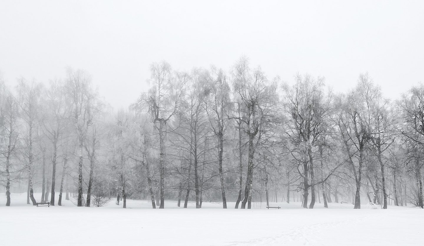 Winter snowy landscape with frozen trees