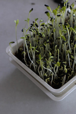microgreens