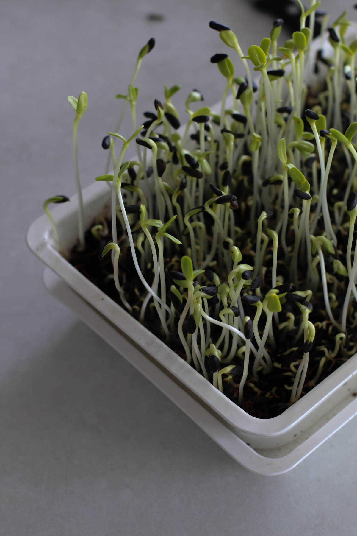 how to grow microgreens