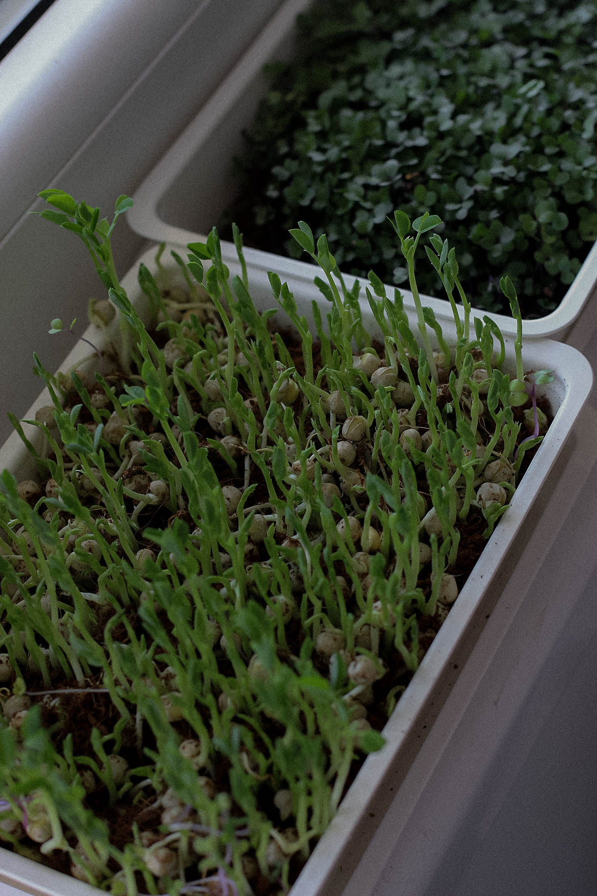 Growing microgreens at home