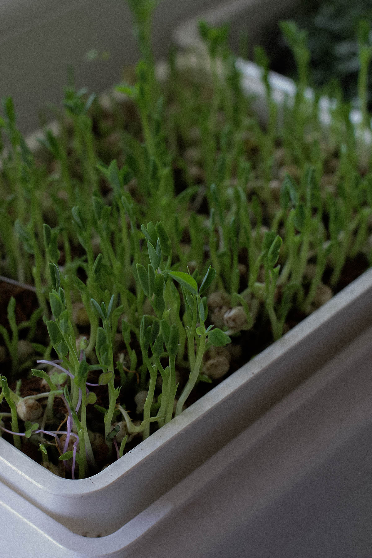 Growing microgreens at home