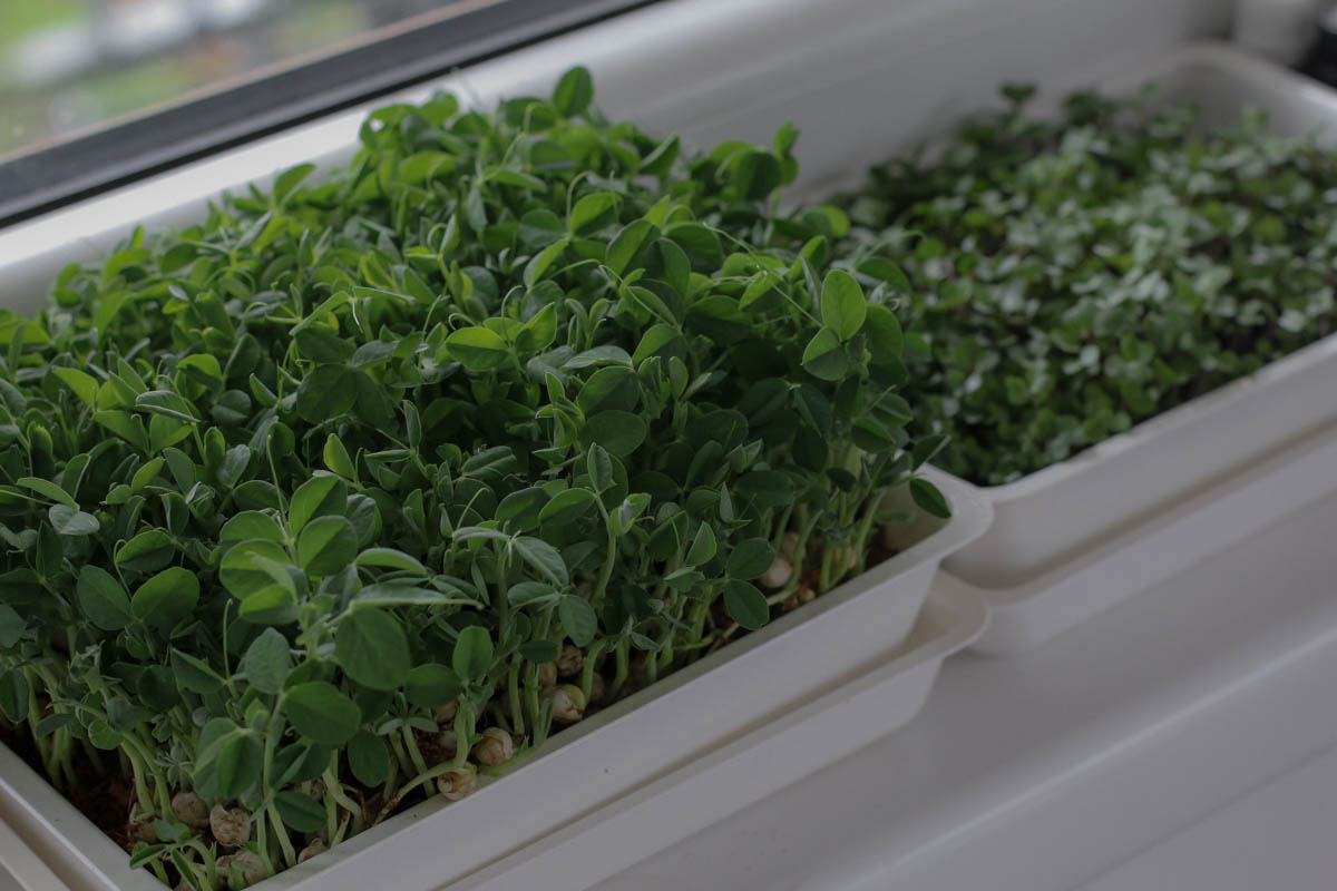 Microgreens