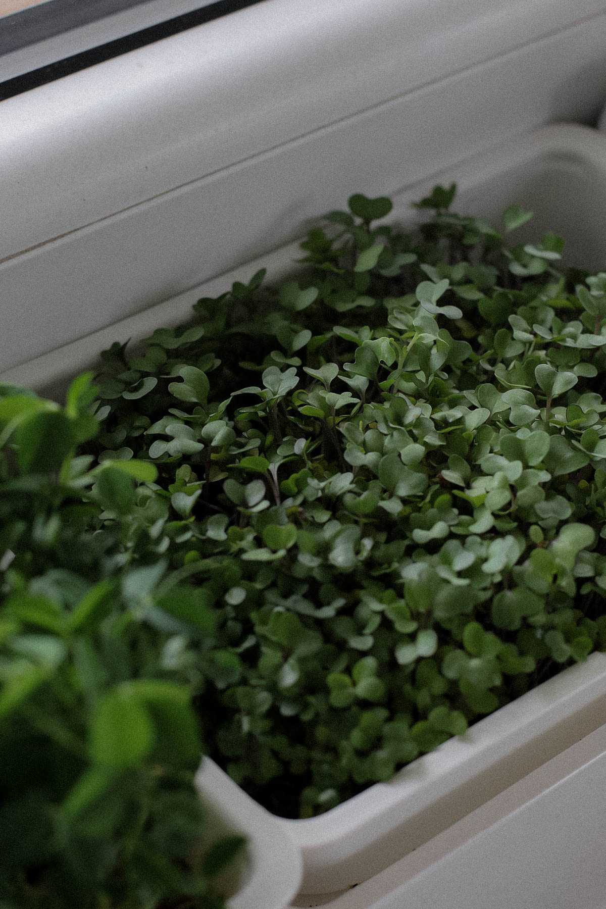 microgreens