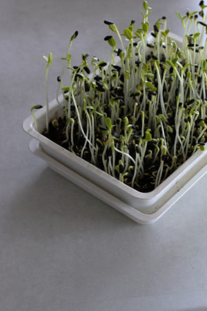 How to grow microgreens