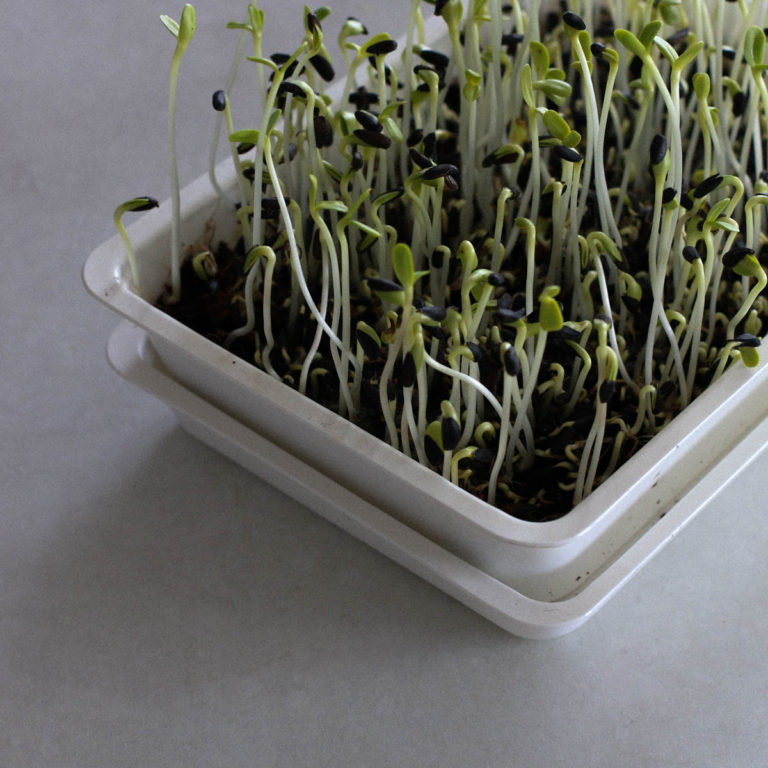 How to grow microgreens