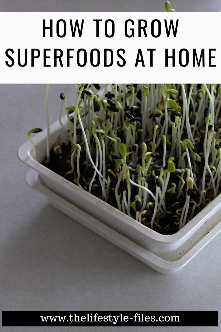 Growing microgreens at home